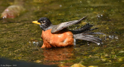 American Robin