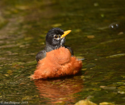 American Robin