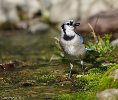 Blue Jay