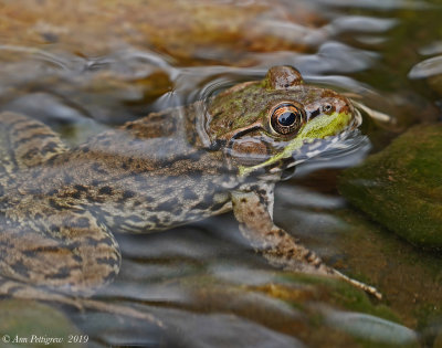 Green Frog