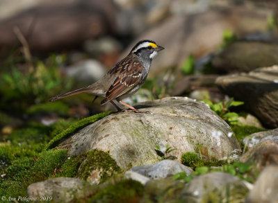 White-throated Sparrow