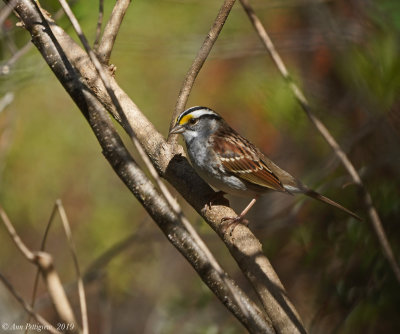White-throated Sparrow