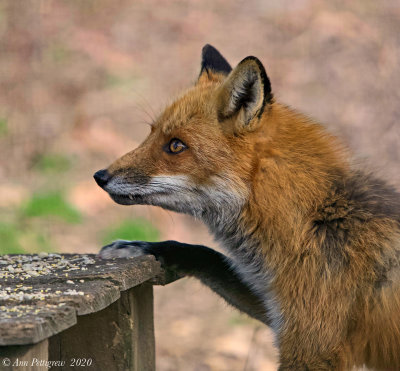 Red Fox