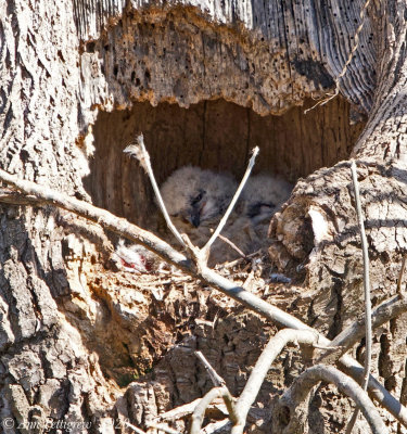 Great Horned Owl Nestlings