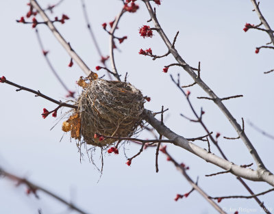 Last Seasons Nest