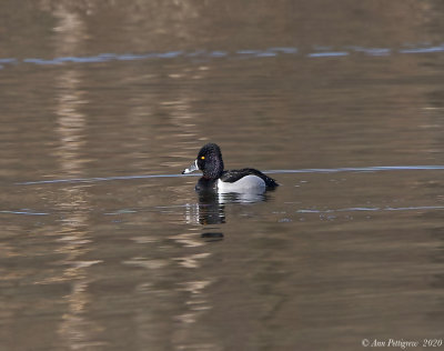 Ring-necked Duck - Male