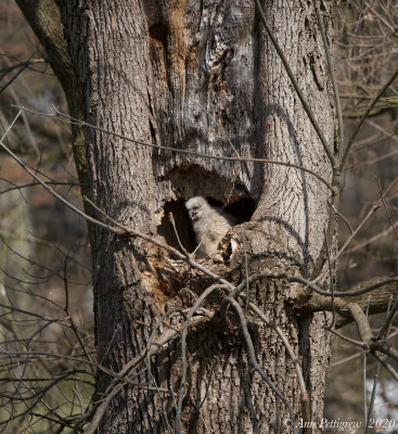 Great Horned Owl