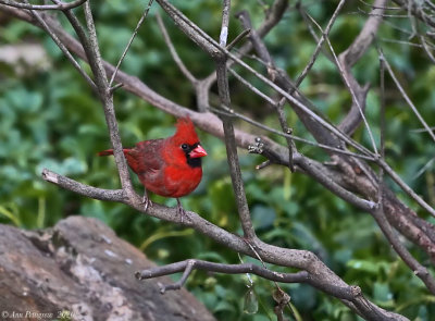 Northern Cardinal - Male