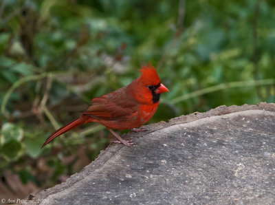 Northern Cardinal - Male