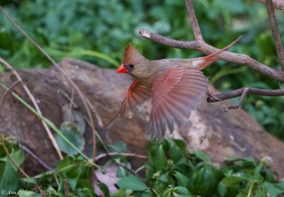 Northern Cardinal - Female