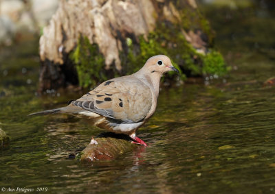 Mourning Dove