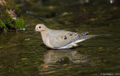 Mourning Dove