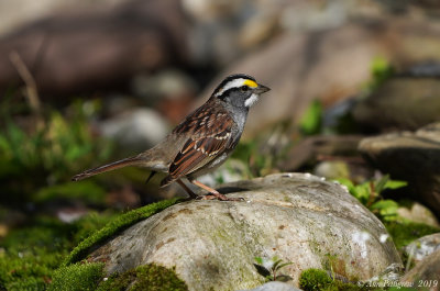 White-throated Sparrow