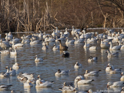 Rosss Goose, Pink-footed Goose, Snow Geese