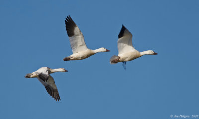 Snow Geese