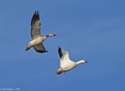 Snow Geese