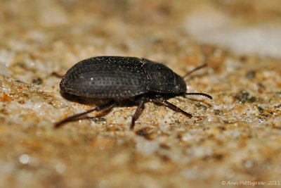 Bark Beetle sp.