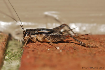 House Cricket - Female
