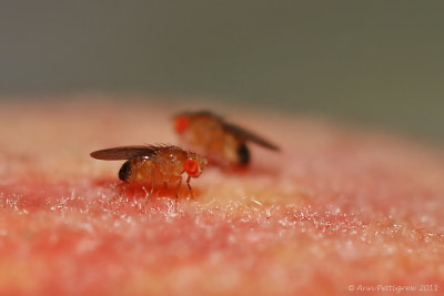 Fruit Flies