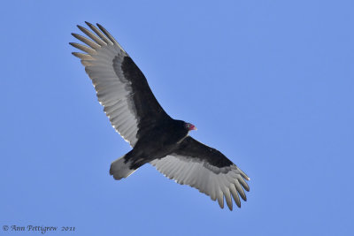 Turkey Vulture