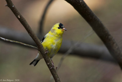 American Goldfinch