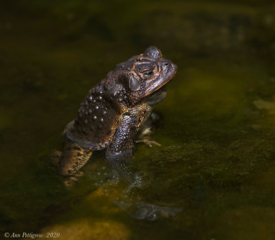 American Toad