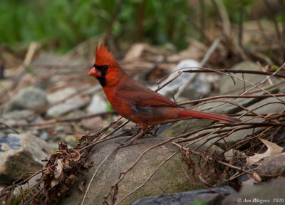 Northern Cardinal