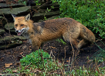 Red-Fox---S7307201.jpg