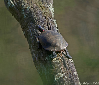 Eastern Painted Turtle