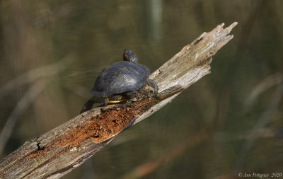 Red-eared Slider