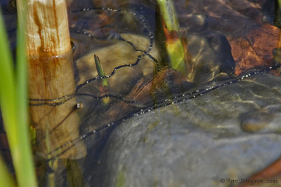 American Toad Eggs