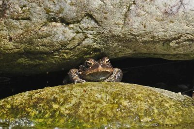 American Toad 