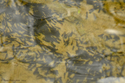 Day Old AmericanToad Tadpoles