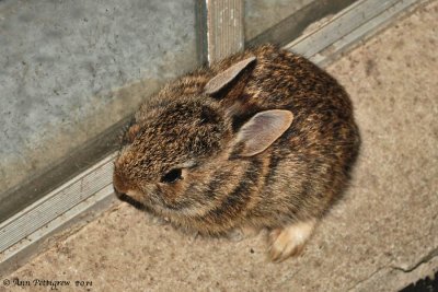 Eastern Cottontail Kit