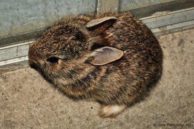 Eastern Cottontail Kit