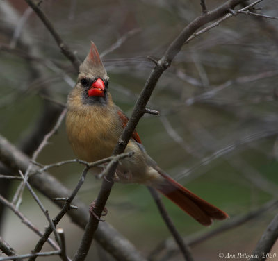 Northern Cardinal - Female