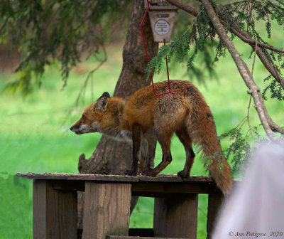 Red Fox