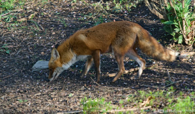 Red Fox - Female