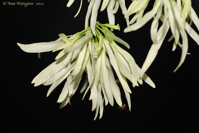 White Fringe Tree Flower and Spider