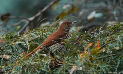 Brown Thrasher