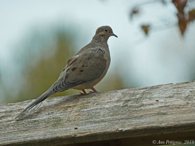 Mourning Dove 