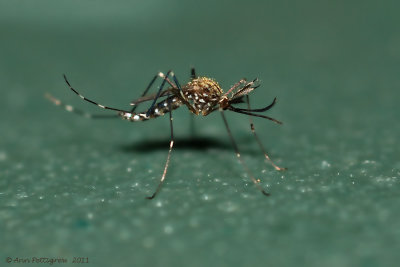 Asian Tiger Mosquito