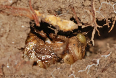 Cicada Larva in Underground Tunnel