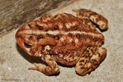 American Toad