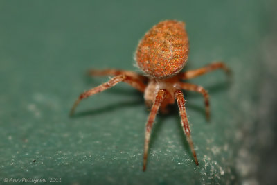 Orbweaver