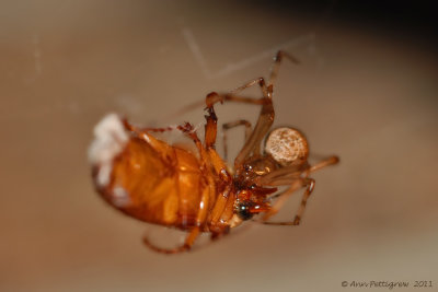 Orbweaver with May Beetle