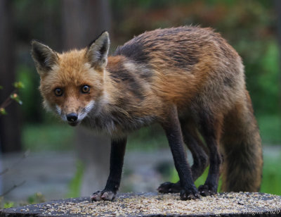 Red Fox