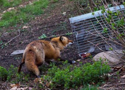 Red Fox with an Eastern Gray Squirrel