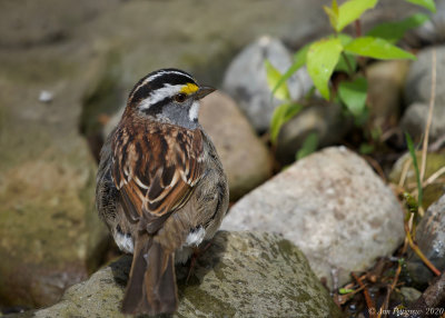 White-throated Sparrow