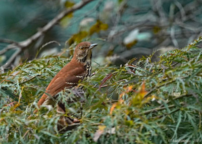 Brown Thrasher